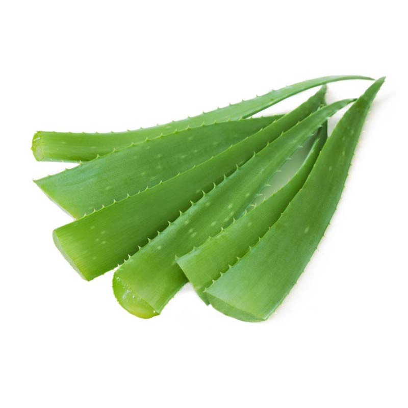 Aloe Vera Leaf / Hoja de Sabila