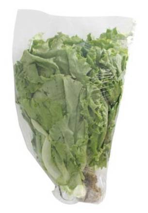 Lechuga del País / Black Seeded Simpson Lettuce