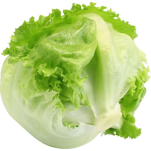 Iceberg Lettuce / Lechuga