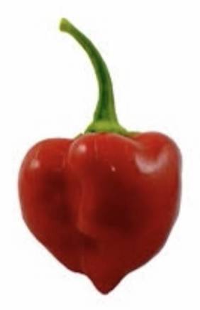 Pimiento Habanero / Red Habanero Pepper