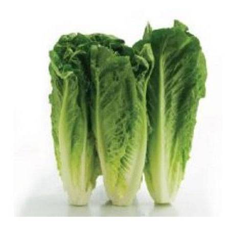 Romaine Hearts / Corazones de Lechuga Romana