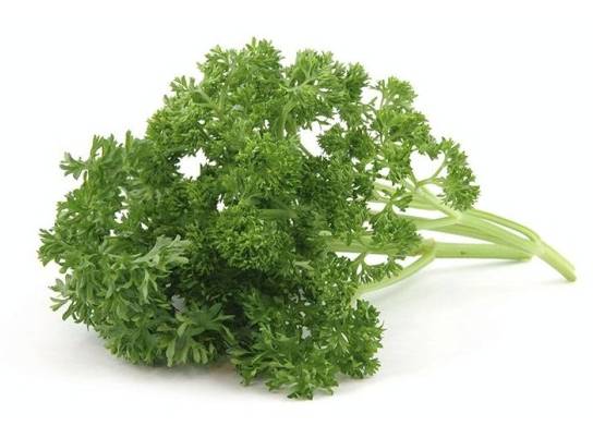 Curly Parsley / Perejil Rizado