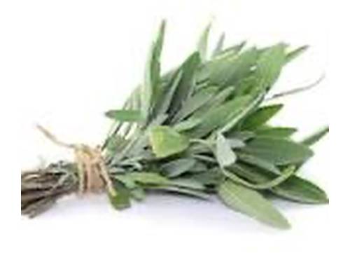 Fresh Sage / Salvia Fresca 2 oz