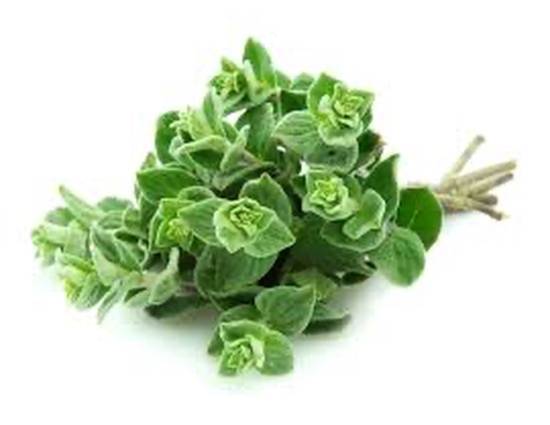 Fresh Greek Oregano / Oregano Griego Fresco 2 oz