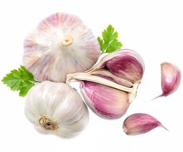 Ajo Morado de España 6 ct