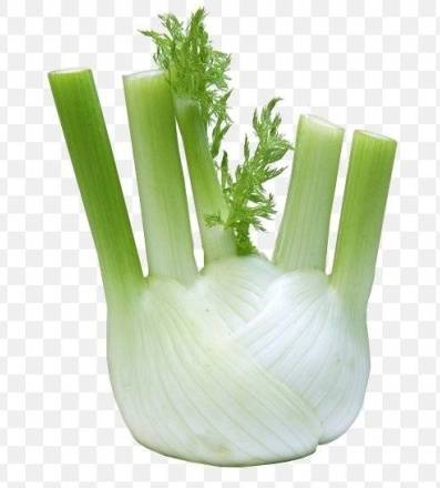 Fennel / Anis / Hinojo