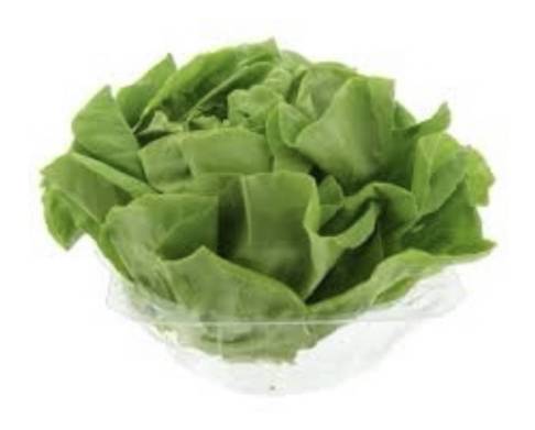 Butter Lettuce