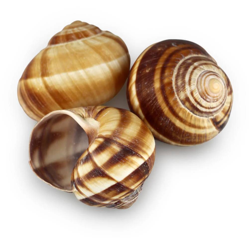 Escargot Shells Extra Large 36 ct