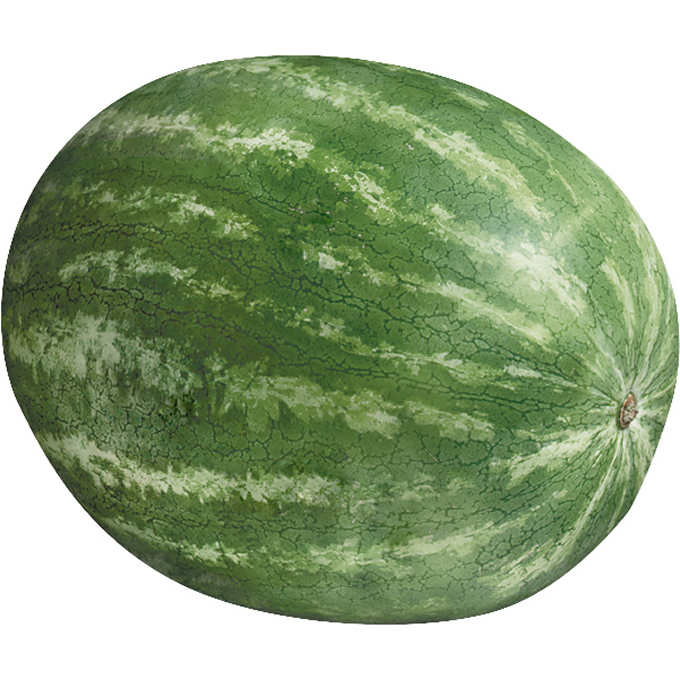 Jumbo Seedless Watermelon